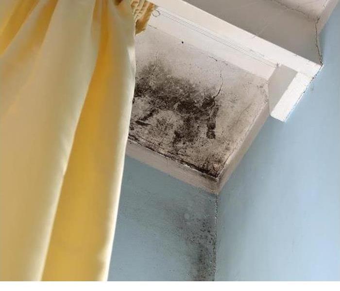 Mold on ceiling